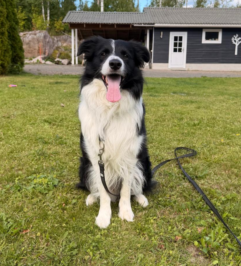 Bordercollie Poki istuu pihalla.