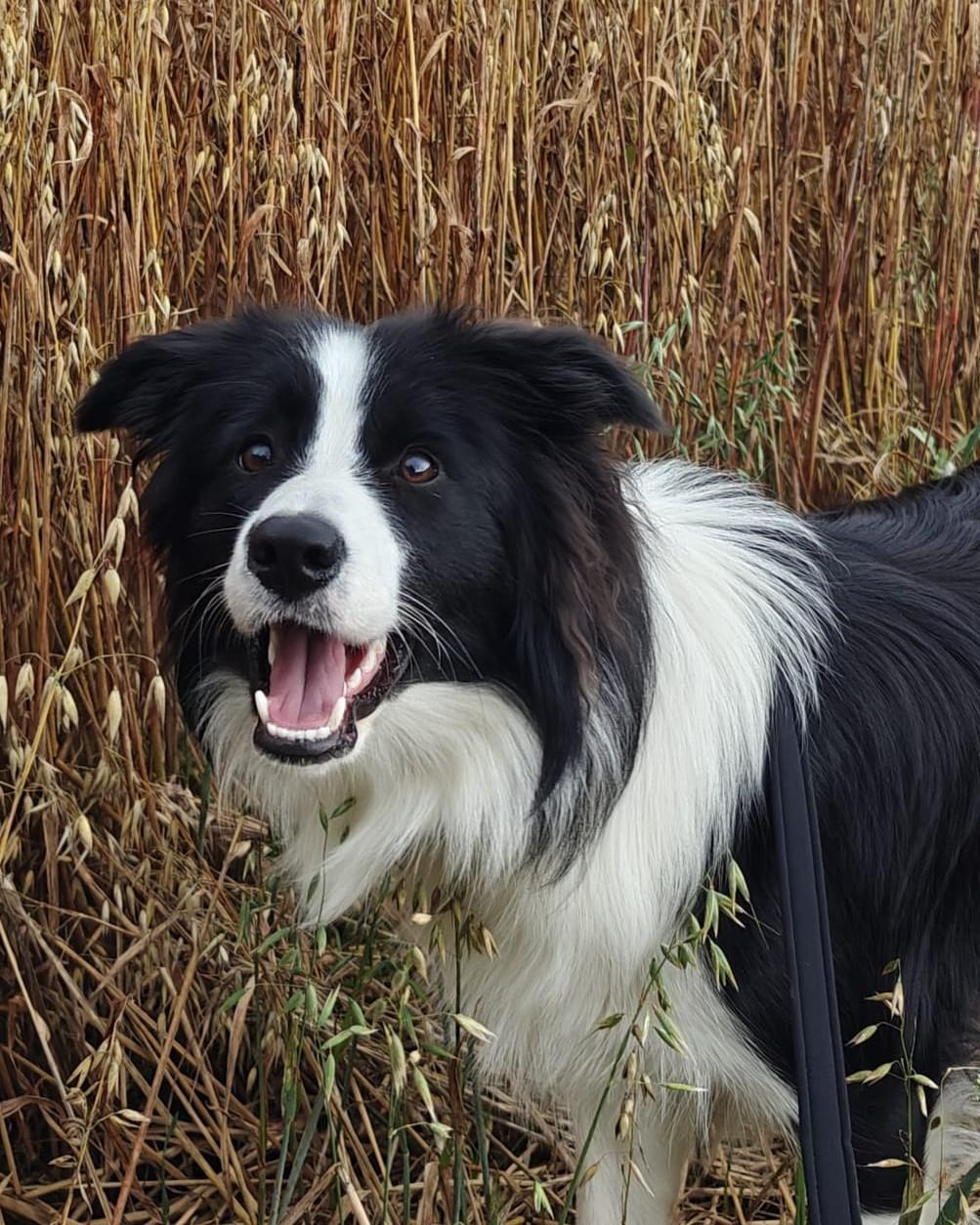 Bordercollie Ruu.