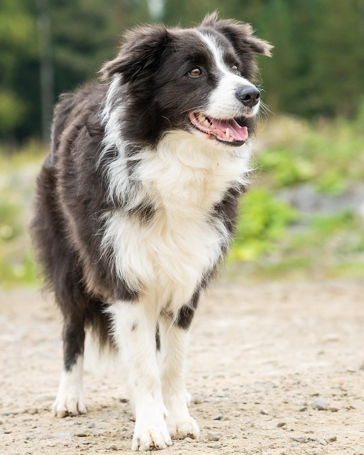 Bordercollie Beli.