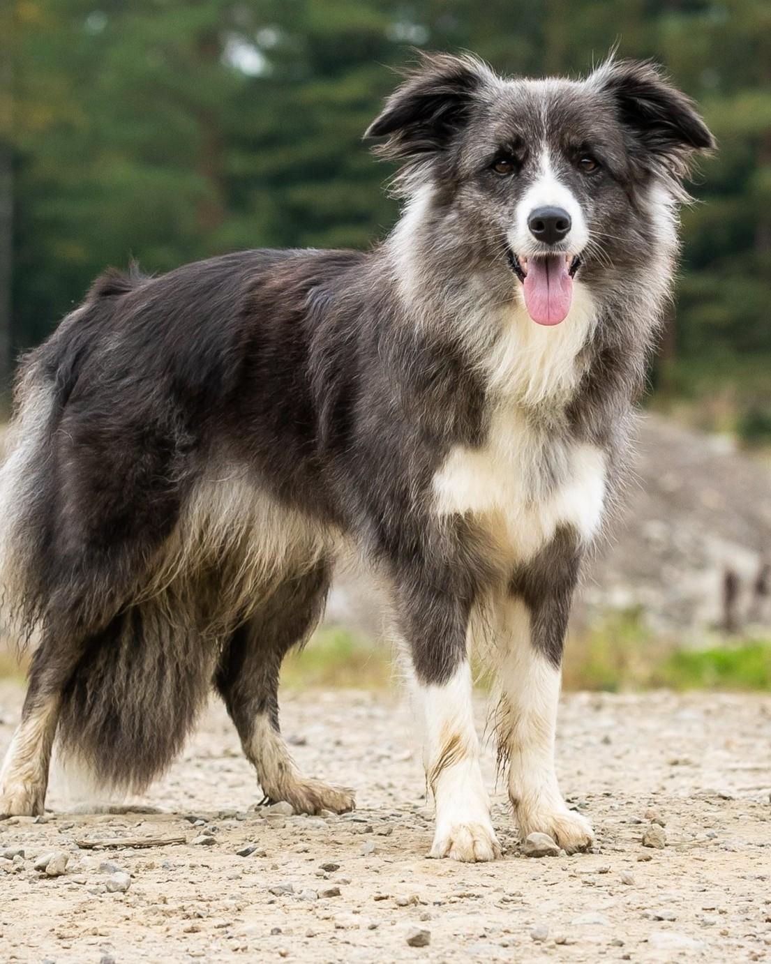 Bordercollie Deci.
