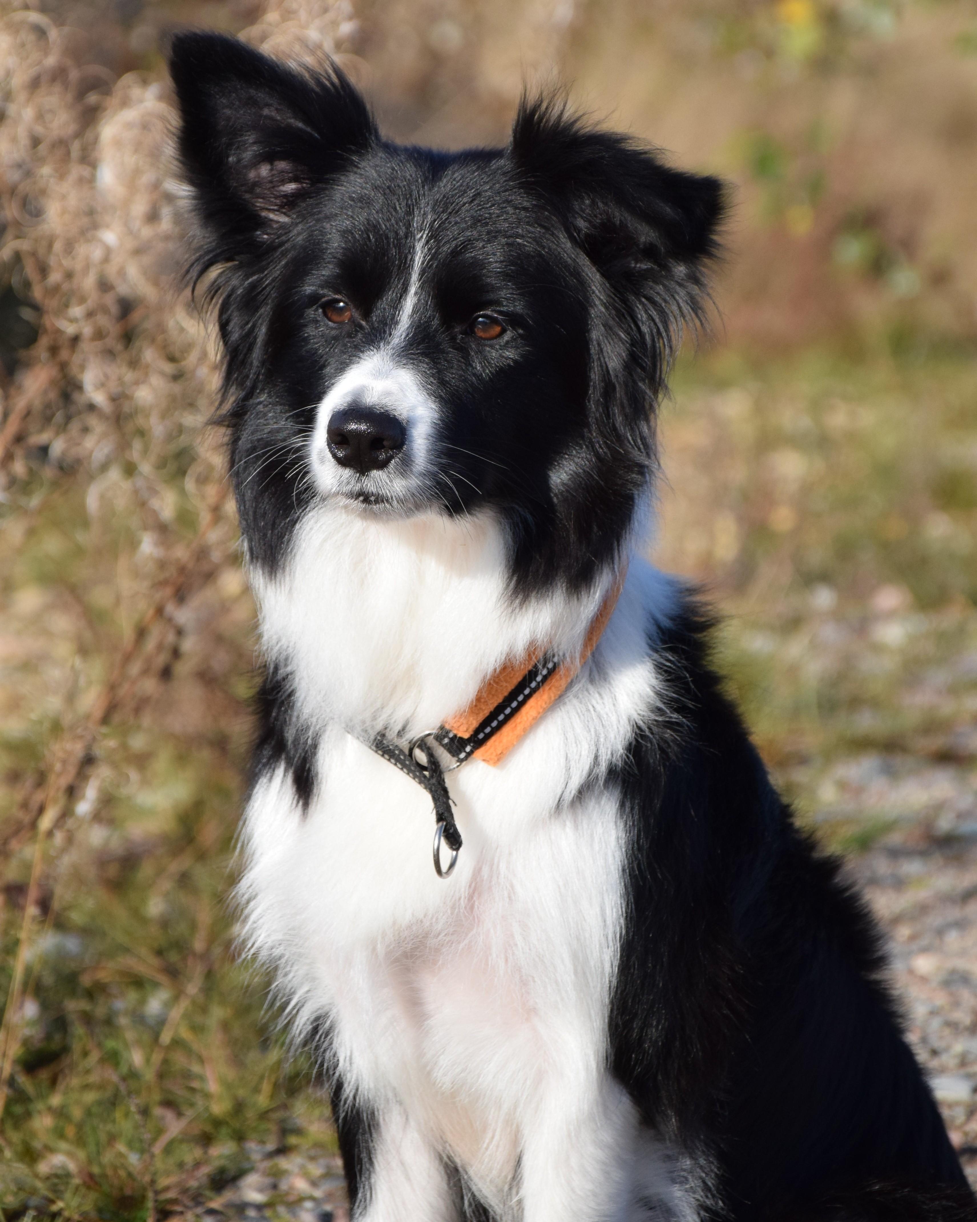 Bordercollie Dima.