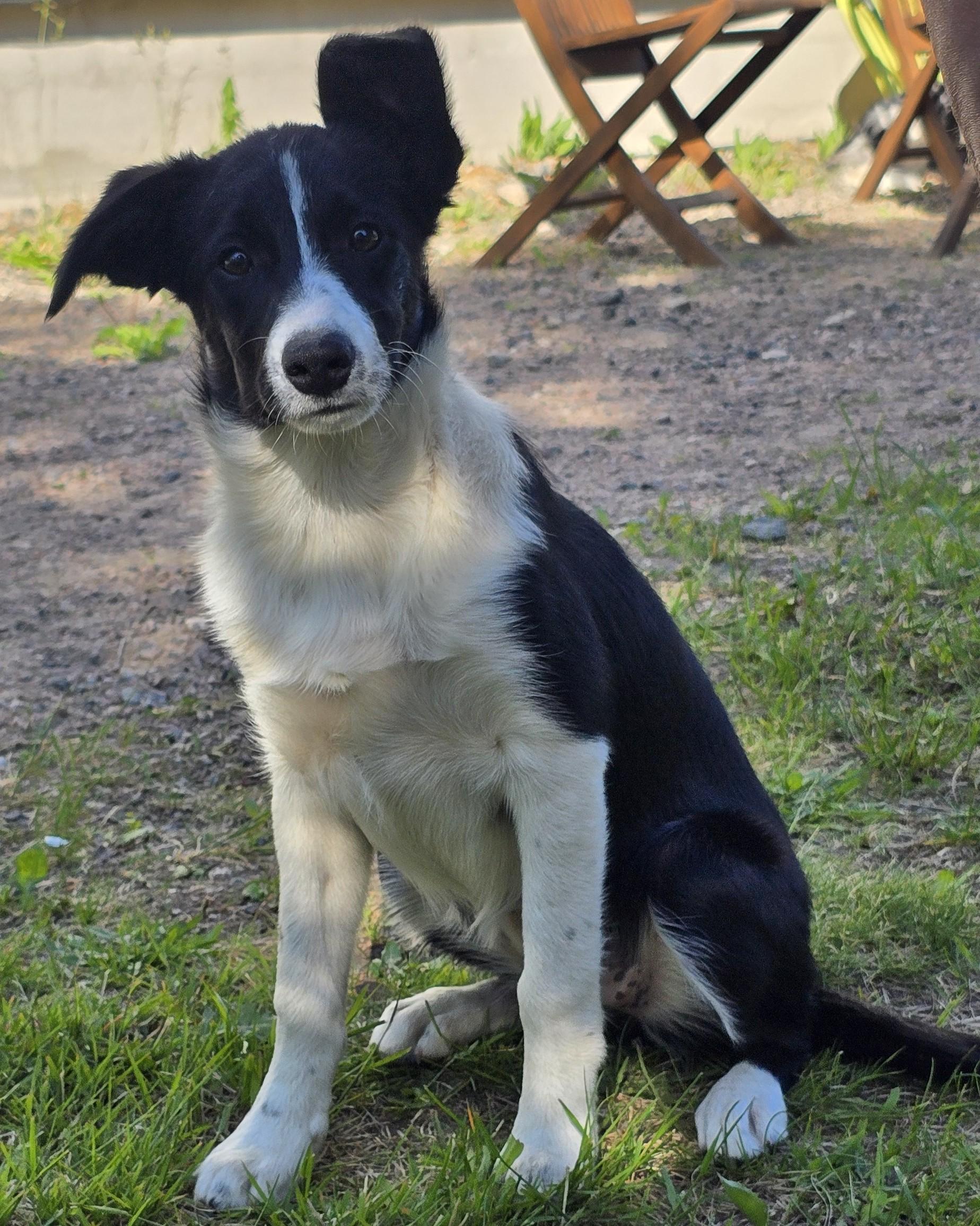 Bordercollie Milli.