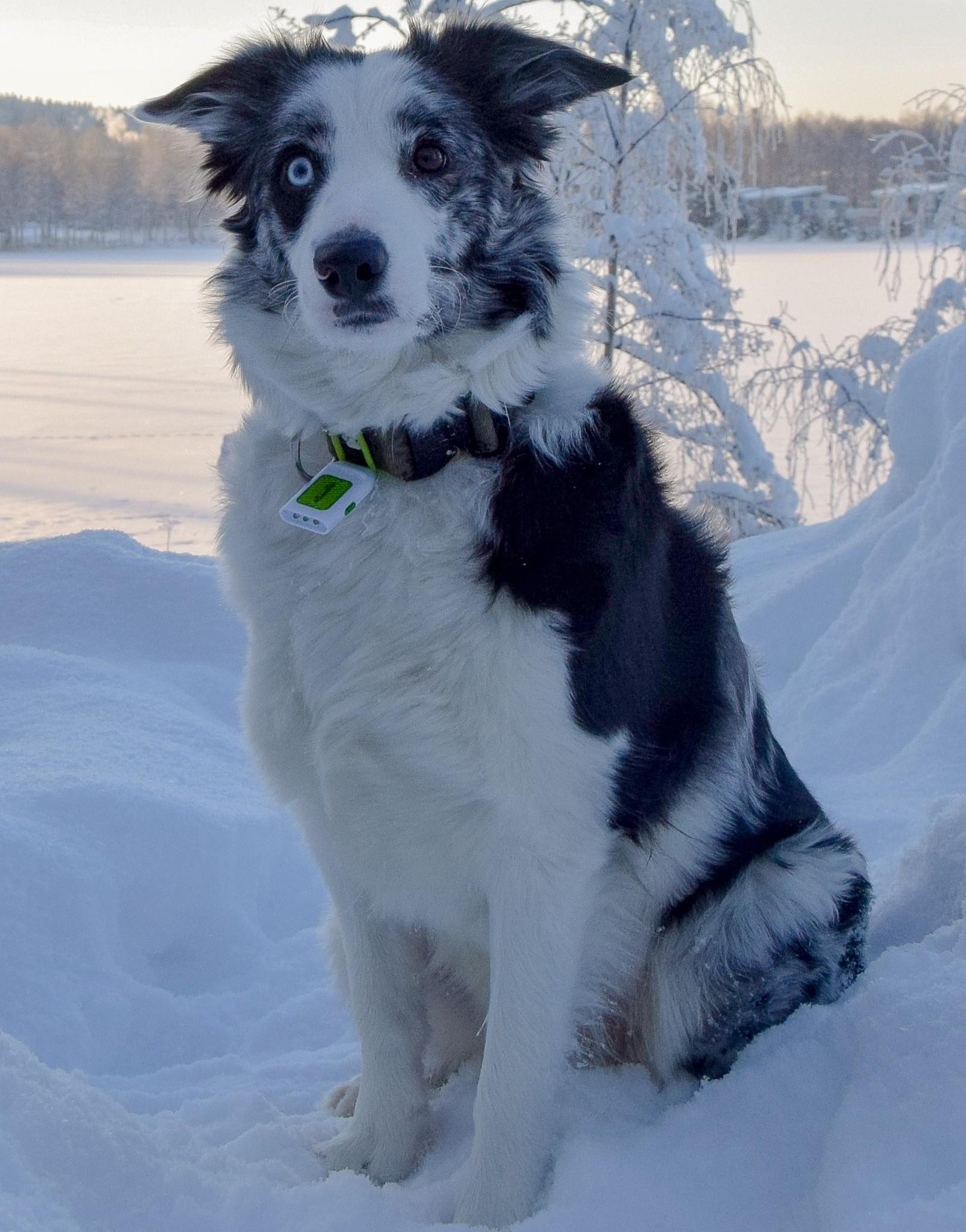 Bordercollie Niiva.