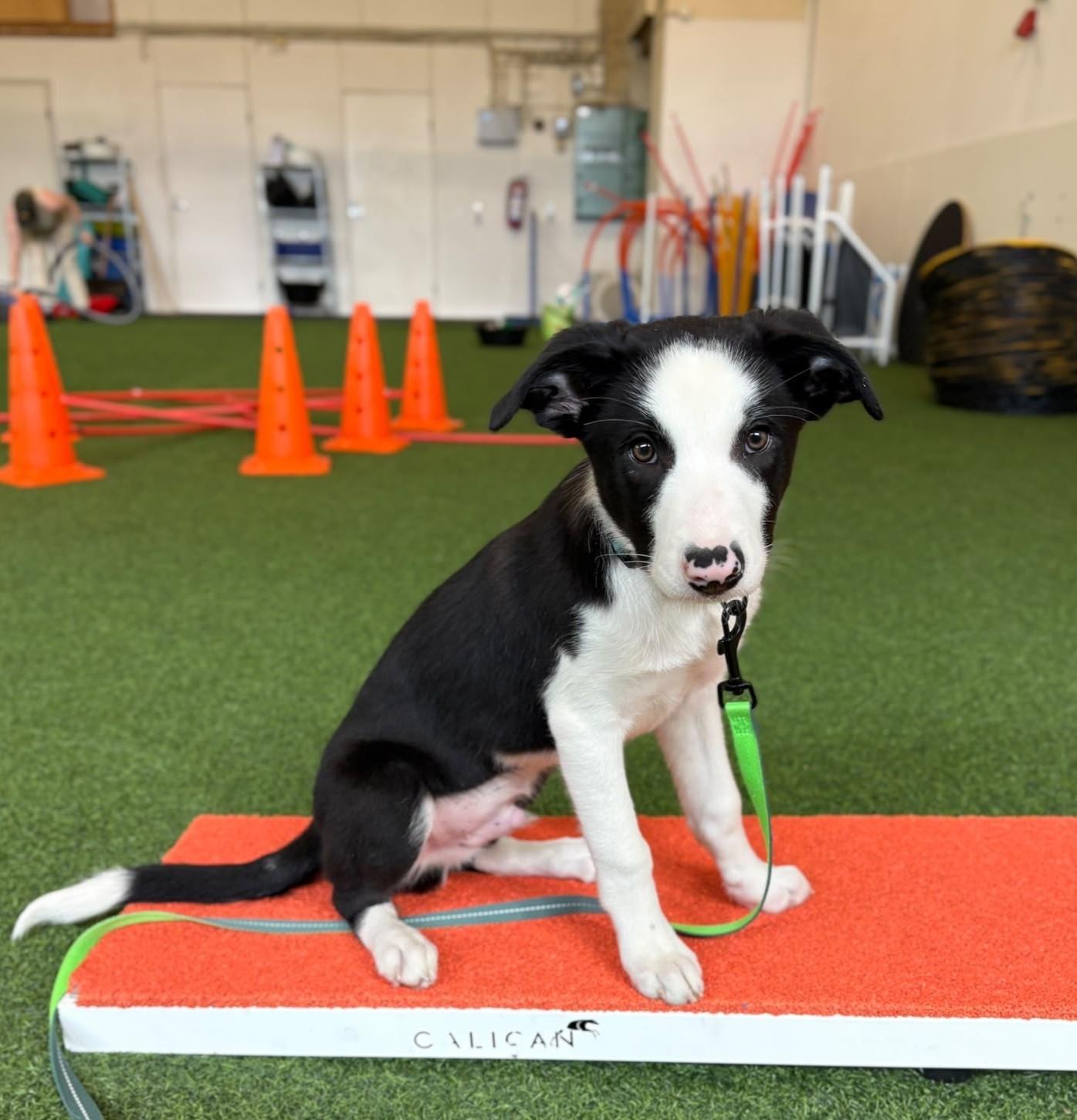Bordercollie Repa.