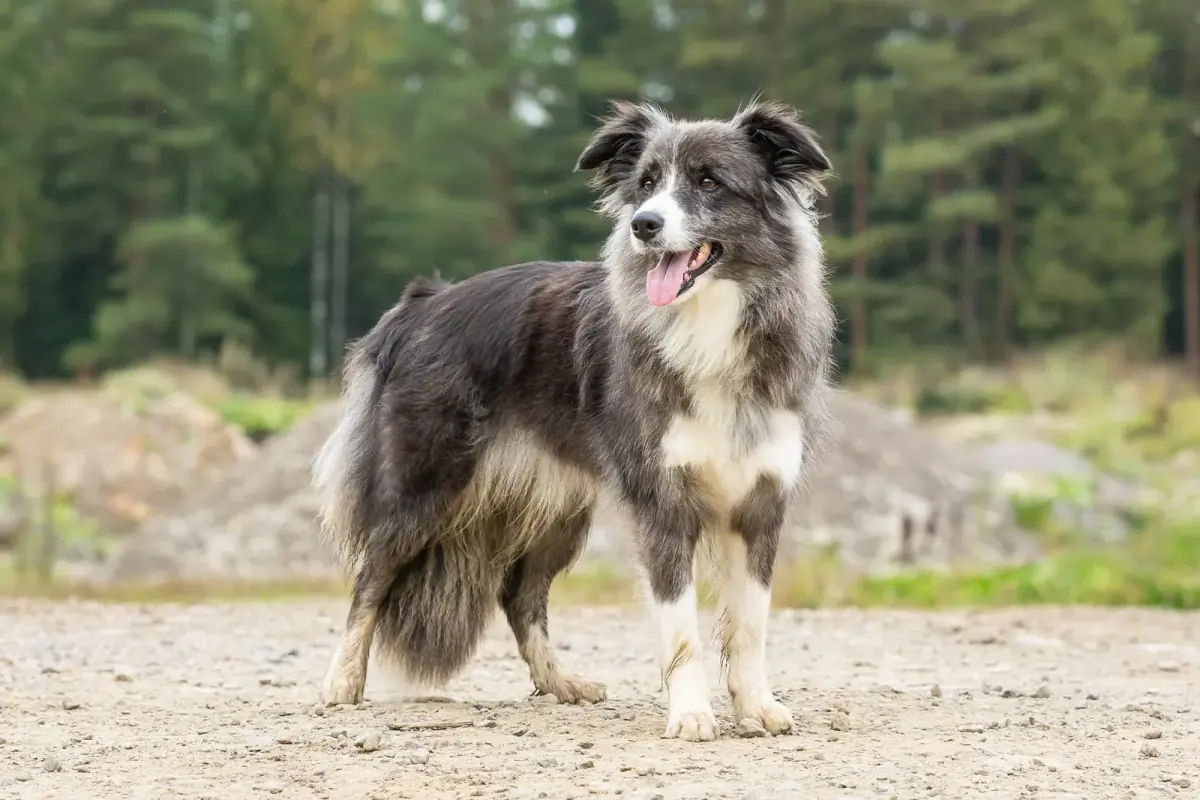 Bordercollie Deci seisoo ulkona.