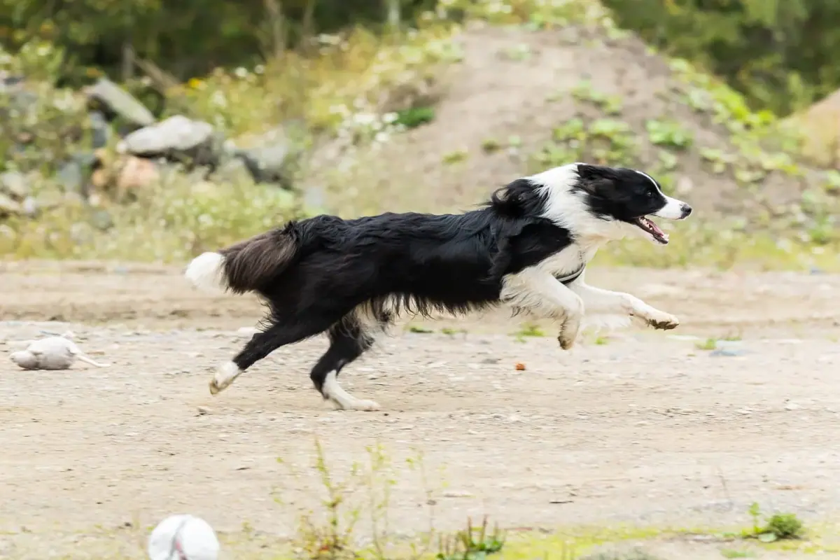 Bordercollie juoksee vauhdikkaasti ulkona.